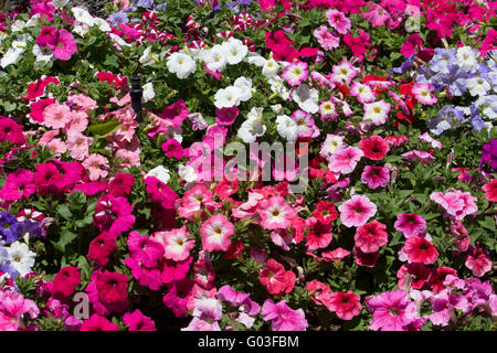 Unico malva rosa e bianco fiori annuali delle nelle petunie famiglia delle Solanacee che fiorisce in un ammassato letto giardino a inizio estate Foto Stock