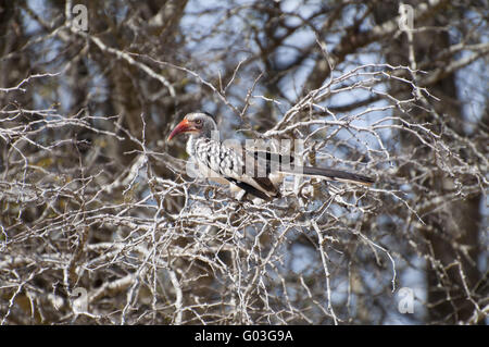 Rosso-fatturati hornbill Foto Stock