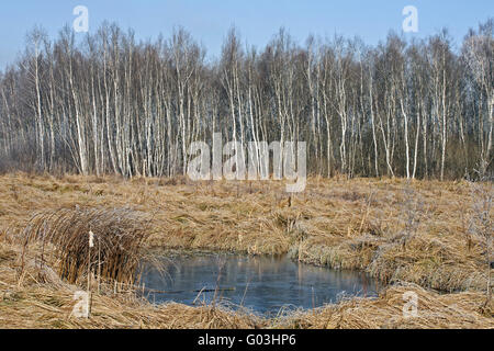 Foresta di betulla e carici reed, in Germania, in Baviera Foto Stock