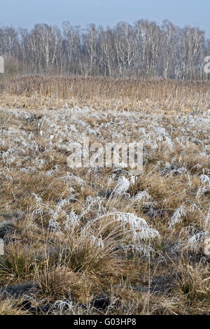 Foresta di betulla e carici reed, in Germania, in Baviera Foto Stock