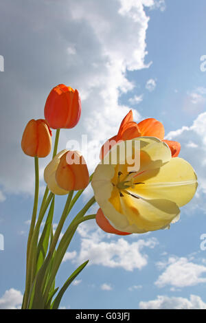 Fiori di Primavera - giallo e arancio tulipani sullo sfondo del cielo Foto Stock