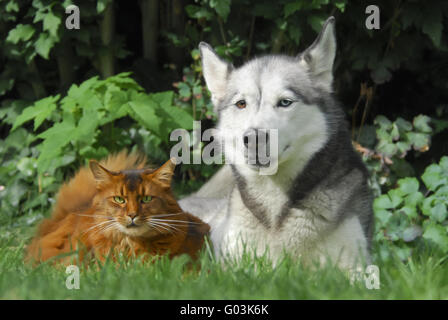 Gatto somalo e Siberian Husky fianco a fianco Foto Stock