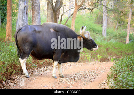 Gaur, (Bos gaurus), il bisonte indiano, K Gudi, B R Hills, Karnataka, India Foto Stock