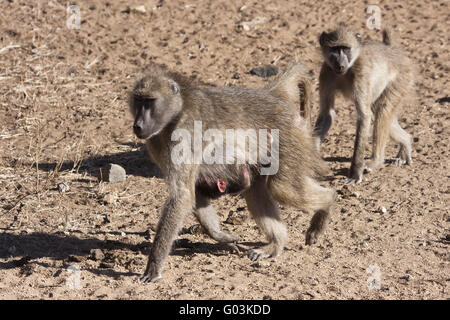 Famiglia di scimmie nel Parco Nazionale di Kruger Foto Stock