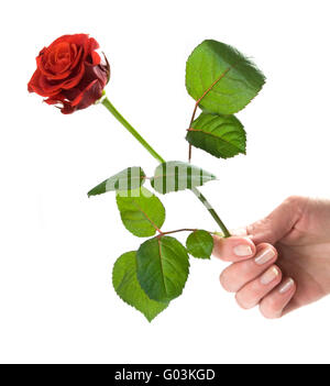Dando una rosa. Donna di mano azienda red bella rosa. Conceptual Foto Stock