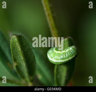 Larva a strisce Foto Stock