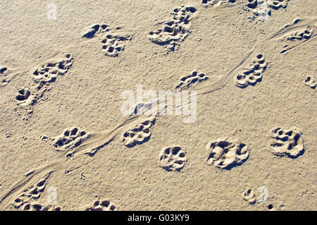 Spoor di cape clawless lontra (Aonyx capensis) in sabbia vicino Kidds Spiaggia Sud Africa Foto Stock