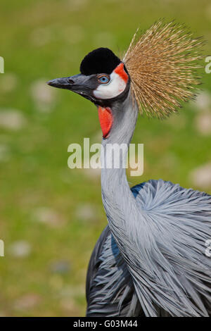 Grey Crowned Crane (Balearica regulorum gibbericep Foto Stock