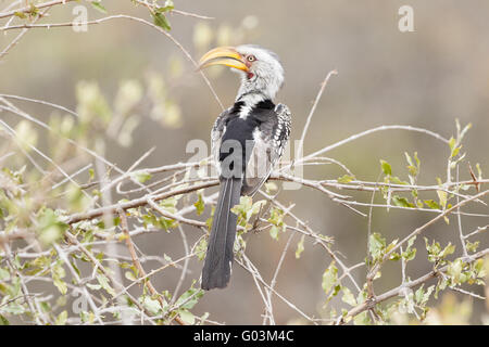 Southern yellowbilled hornbill (Tockus leucomelas) Foto Stock