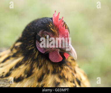 Pollo bantam crele gallina volatili organici Foto Stock