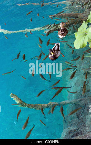 Il piccolo pesce shoal e anatre selvatiche in azzurro lago Foto Stock