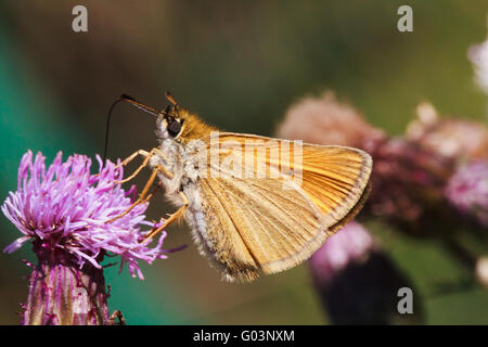 Butterfly Skipper di grandi dimensioni Foto Stock