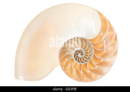 Nautilus sezione di guscio su bianco, tracciato di ritaglio Foto Stock