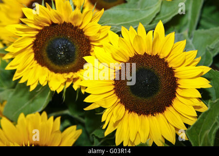 Biogene alimentazione di energia da girasoli. Foto Stock