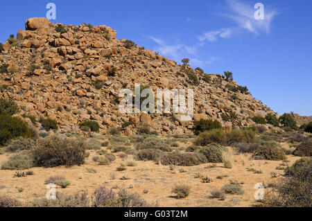 Semi-deserto di Goegap Riserva Naturale, Sud Africa Foto Stock