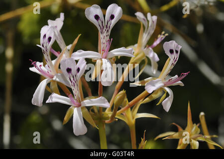 Pelargonium spinosum, Namaqualand, Sud Africa Foto Stock