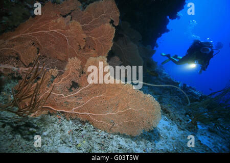 Taucherin mit Fächergorgonien, subacqueo e fan corallo Foto Stock
