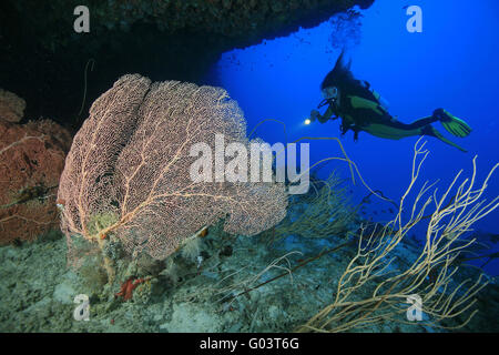 Taucherin mit Fächergorgonien, subacqueo e fan corallo Foto Stock