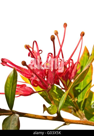 Grevillea splendore fiori australiani isolato con fogliame Foto Stock