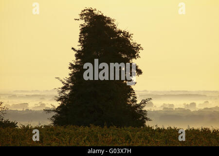 Albero singolo oltre la nebbia di mattina, Alsazia, Francia Foto Stock