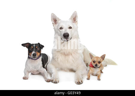 Chihuahua,bianco pastore e un jack russel terrier Foto Stock