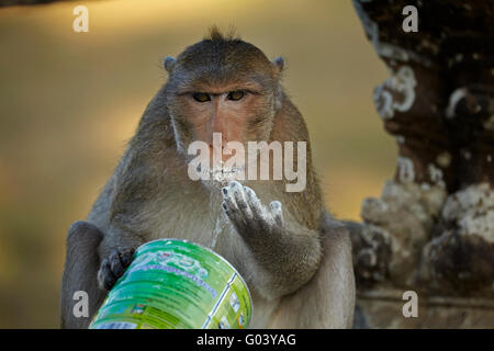 Long-Tailed macaco scimmia con il furto di latte in polvere, di Angkor Wat, Siem Reap, Cambogia Foto Stock