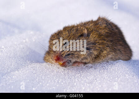 Mouse Foto Stock