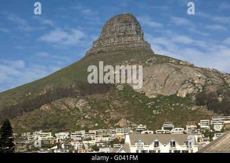 La testa di leone nei pressi di Città del Capo, Sud Africa Foto Stock