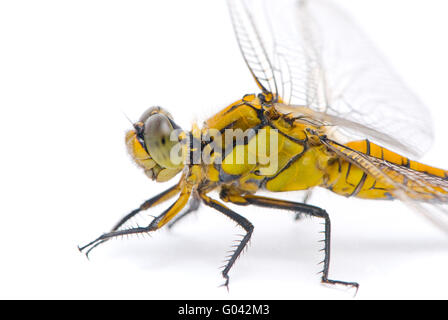 Orthetrum cancellatum. Femmina nera-tailed Skimmer dragonfly su sfondo bianco. Foto Stock