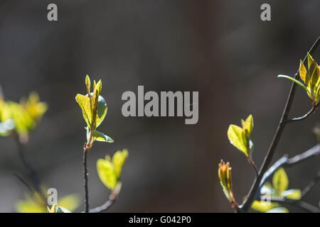 Le nuove foglie giovani sul ramo bussola illuminata dal sole Foto Stock