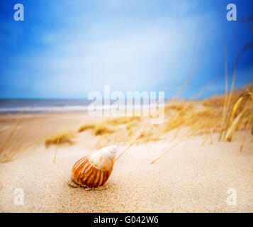 Shell sulla sabbia della spiaggia d'estate. Ocean in background Foto Stock