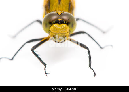 Orthetrum cancellatum. Femmina nera-tailed Skimmer dragonfly su sfondo bianco. Foto Stock