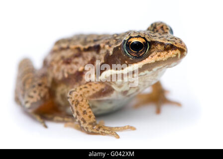 Rana temporaria. Piccola rana di Erba su sfondo bianco. Foto Stock