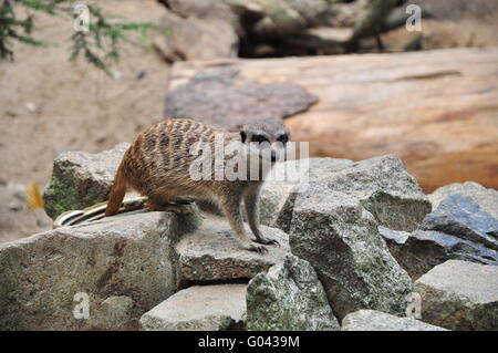 Manguste Meerkat Foto Stock