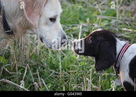 English Springer Spaniel e Golden Retriever kiss Foto Stock
