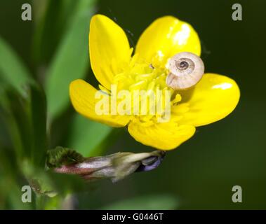 Va a passo di lumaca sul fiore di buttercup un inizio di giornata di primavera Foto Stock