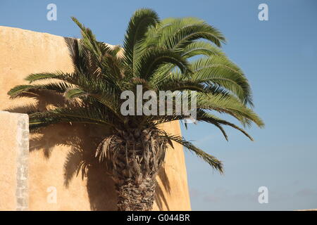 Un palm in portoghese la città fortificata di Mazagan. El-Jadida Foto Stock