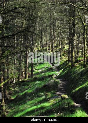 Raggi di sole che splende attraverso gli alberi su un percorso Foto Stock