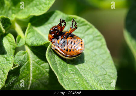 Close-up di Colorado beetle seduti sul verde foglia di patate Foto Stock