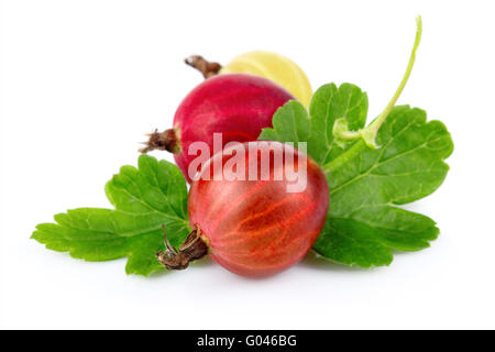 Due ribes rosso con foglie verdi isolati Foto Stock