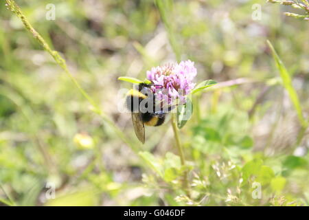 Bumblebee seduto su un fiore di trifoglio Foto Stock