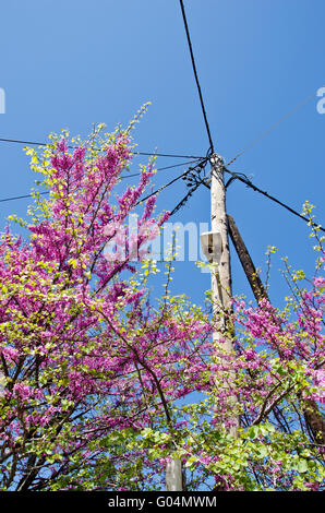 Fioritura rosa bush dal palo elettrico contro il cielo blu sulla giornata di sole Foto Stock