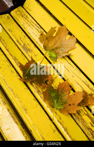 Foglie di acero giacciono su una panca in legno in autunno il giorno Foto Stock
