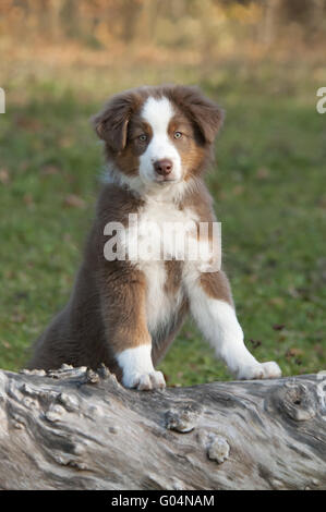 Giovane pastore australiano, Red Tri, su un registro ad albero Foto Stock