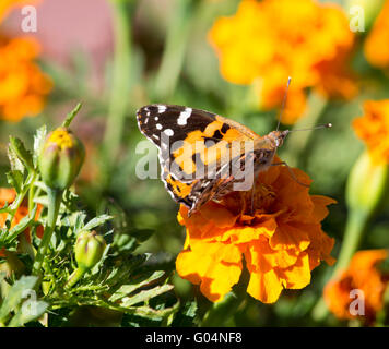 Una farfalla monarca, Danaus plexippus, uno di Australia più famoso di farfalle esotiche seduti su un arancio brillante calendula. Foto Stock