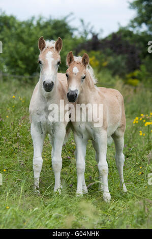 Due cavalli avelignesi, colts, fianco a fianco Foto Stock