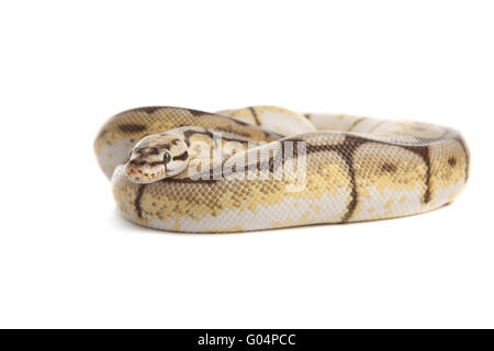 Schlange serpente Boa Natter con sfondo bianco Foto Stock