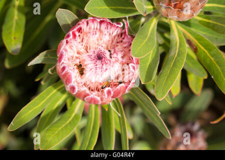 Le api di polline di ottenere dalla splendida rosa pallido a lunga durata di fiori decorativi di Protea specie che fiorisce in autunno. Foto Stock