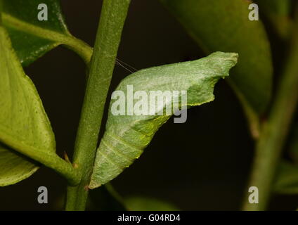 Crisalide di calce comune butterfly Papilio demoleus, trattenuto saldamente in posizione su un tiglio succursale mediante un singolo filamento di seta fine Foto Stock