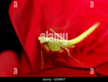 Un bambino mantide religiosa in agguato su un fiore rosso, dando l'immagine un bel contrasto. Foto Stock